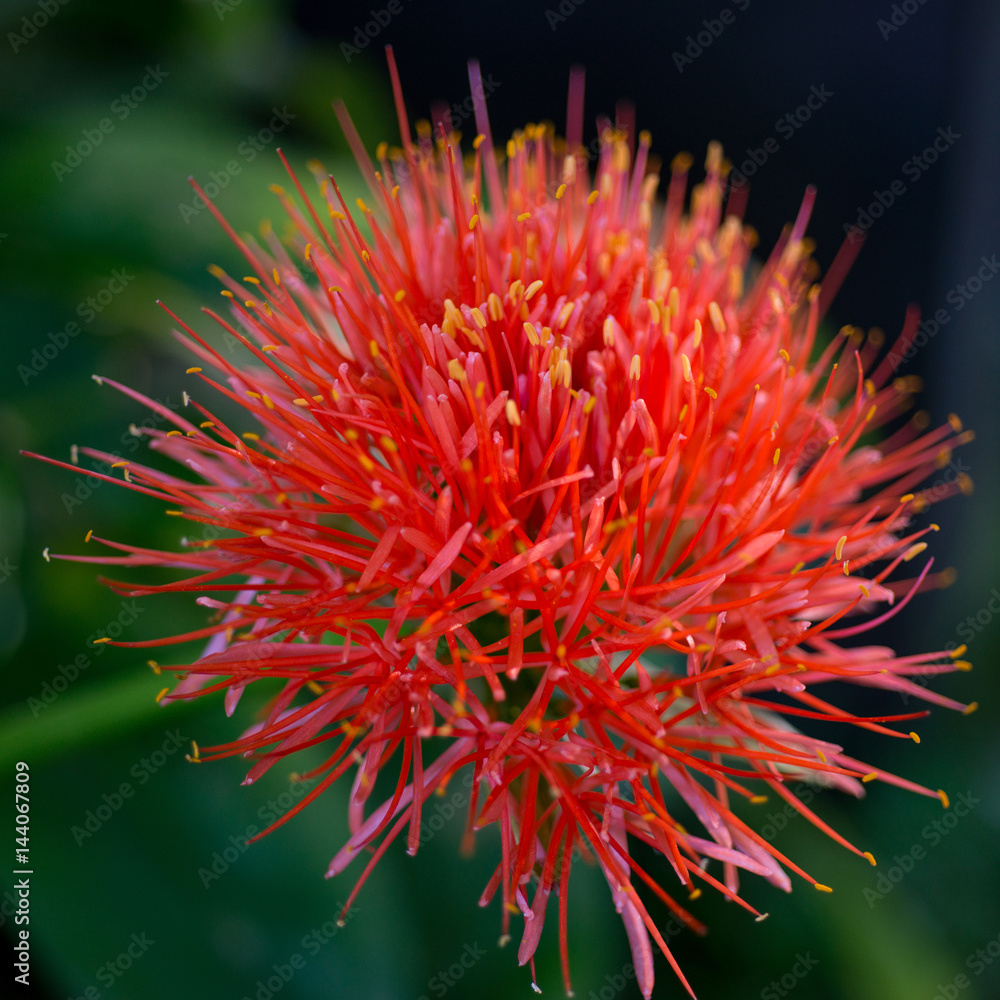 Flower Scadoxus Flower Scadoxus