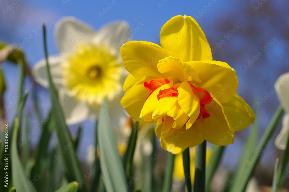 Narzisse der Sorte Tahiti - the Daffodil flower Tahiti Narzisse der Sorte Tahiti - the Daffodil flower Tahiti
