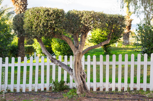 White fence and green grass photo