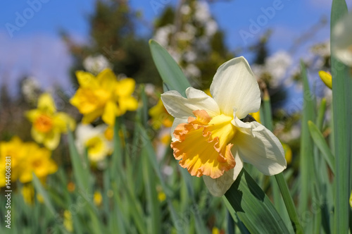 Fototapeta Naklejka Na Ścianę i Meble -  Narzisse der Sorte Salome - the Daffodil flower Salome