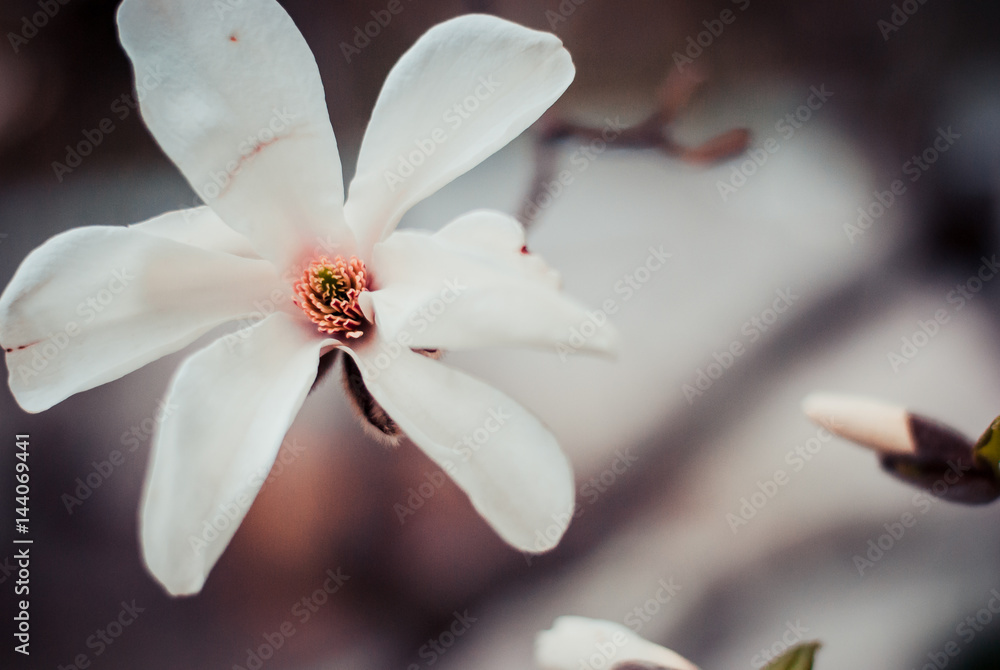 Fototapeta premium Background with spring magnolia flower