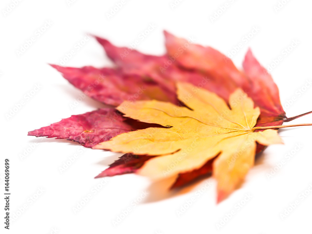 Closeup of multicolored dried maples isolated on white background.