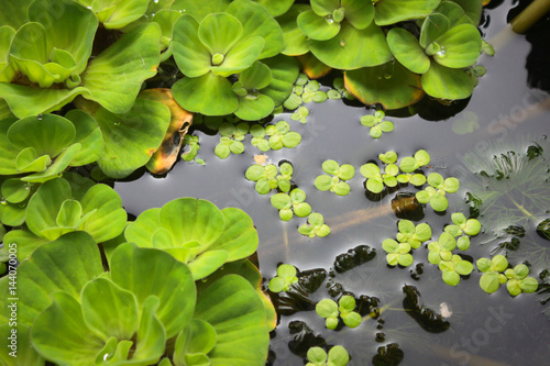 Water lettuec ,Lesser duckweed and  lotus leaf photo