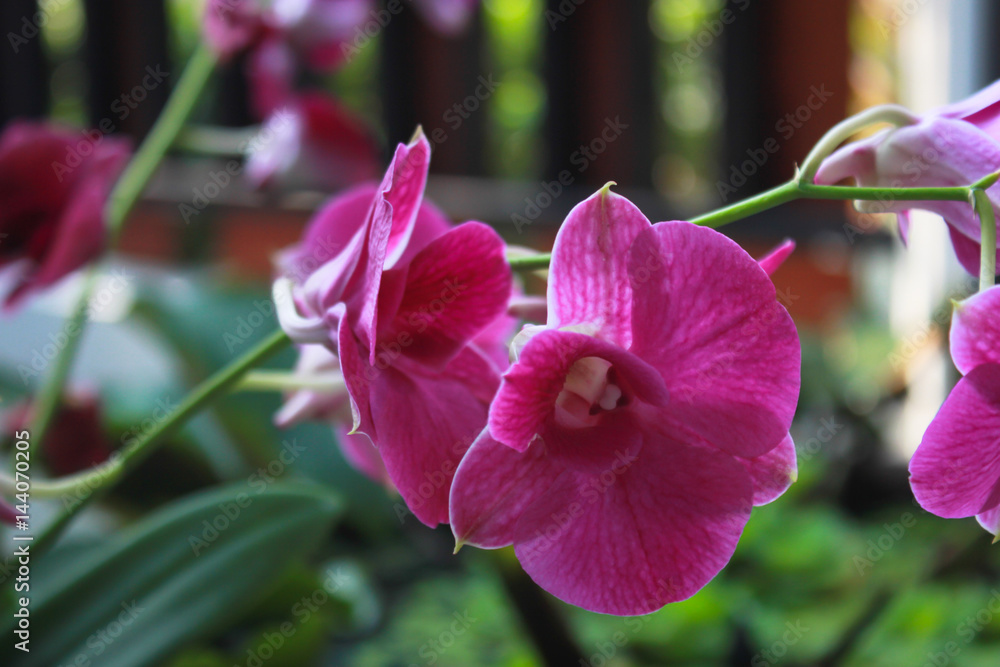 Fototapeta premium cattleya orchid flower