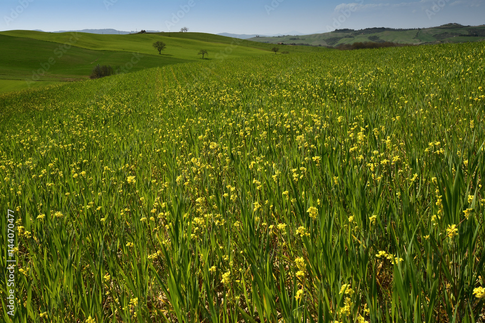 Fototapeta premium Beautiful tuscan landscape, panorama view of the green rolling hills in val'd'orcia, near Pienza, Siena. Tuscany, Italy.