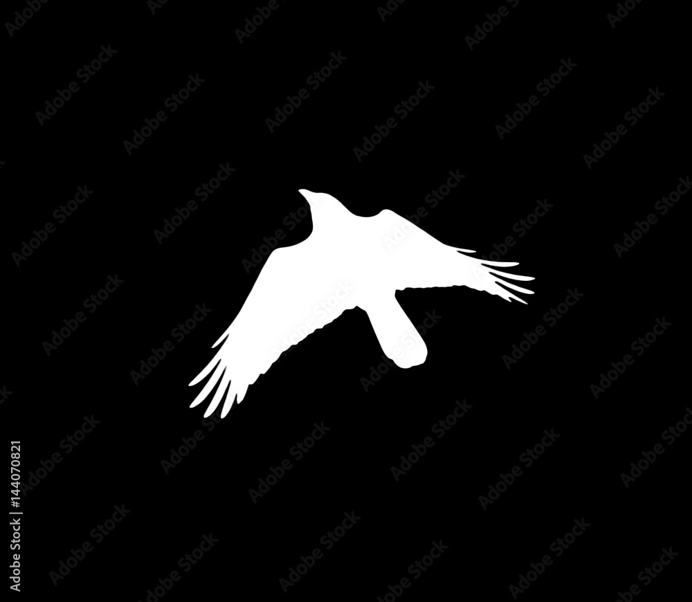 silhouette of a white crow on a black background Stock Photo | Adobe Stock