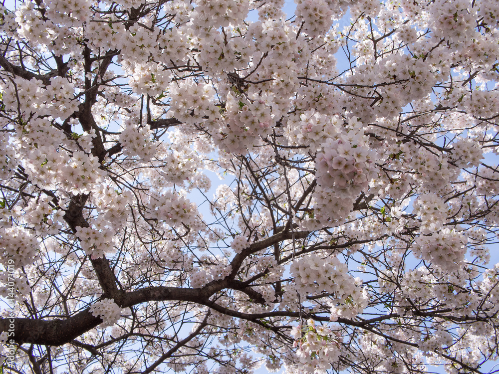 Cherry Blossom of Prunus Tree Against A Blue Sky Cherry Blossom of Prunus Tree Against A Blue Sky