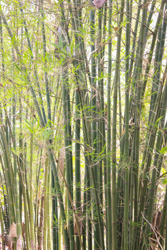 Bamboo tree by the pond