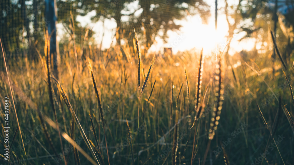Fountain grass meadow under sunset light, faded look effect . Fountain grass meadow under sunset light, faded look effect .