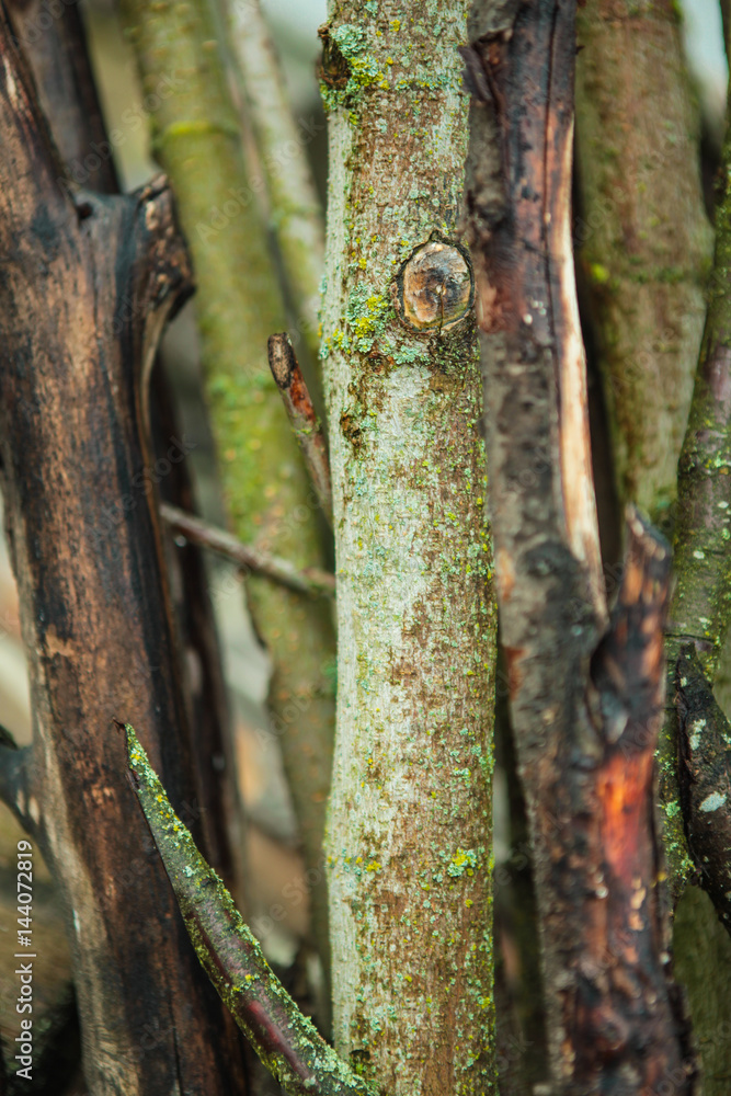 close up of many trunks together with mold close up of many trunks together with mold
