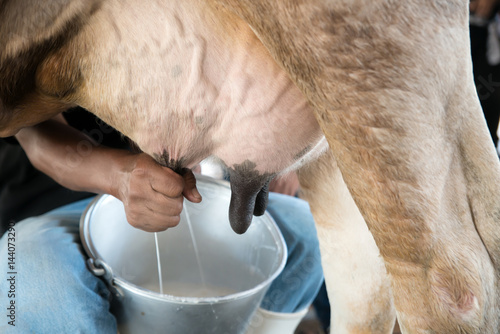 Fototapeta Farmer worker hand milking cow in cow milk farm.
