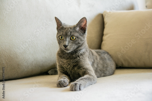 Russian blue cat, kitten sitting on the grey sofa