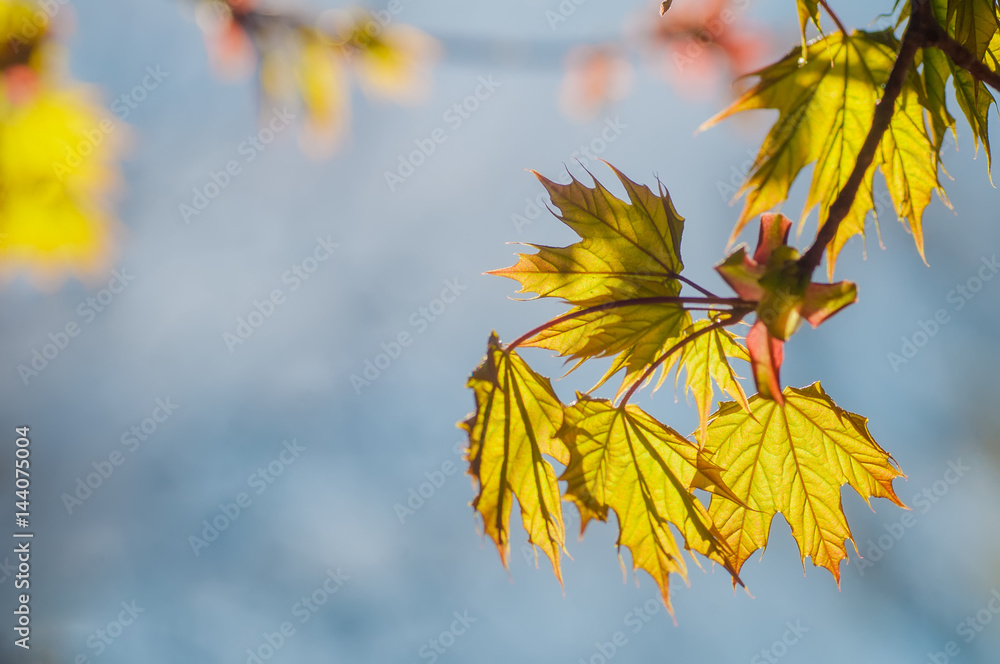Beautiful young maple leaves in backlight on blue sky background at springtime Beautiful young maple leaves in backlight on blue sky background at springtime