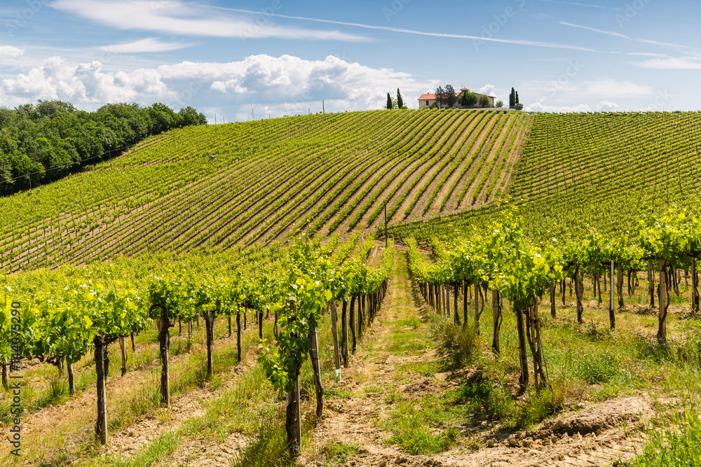Weingebiet in der Toskana