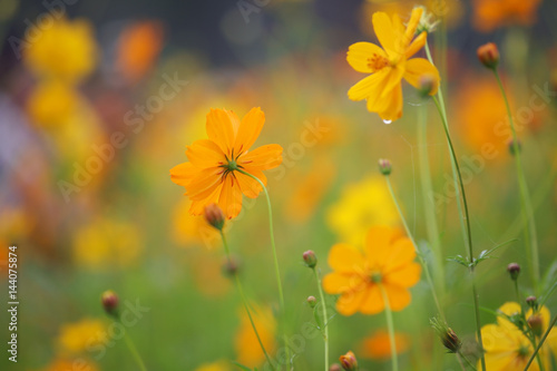 close up of yellow cosmos flower