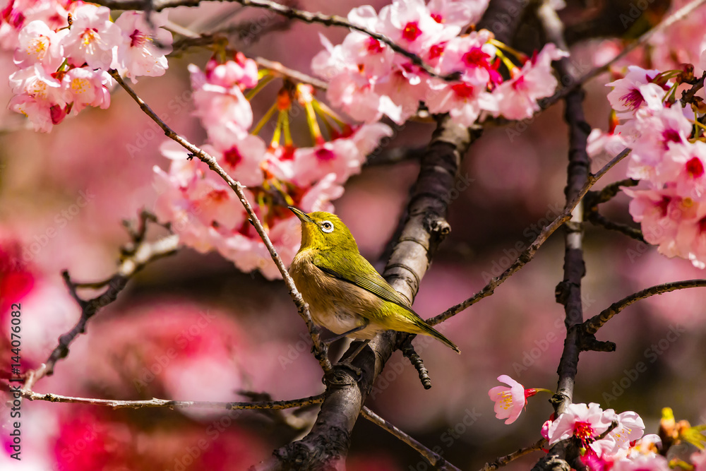 The Japanese White-eye.The background is cherry blossoms. Located in Tokyo Prefecture Japan. The Japanese White-eye.The background is cherry blossoms. Located in Tokyo Prefecture Japan.