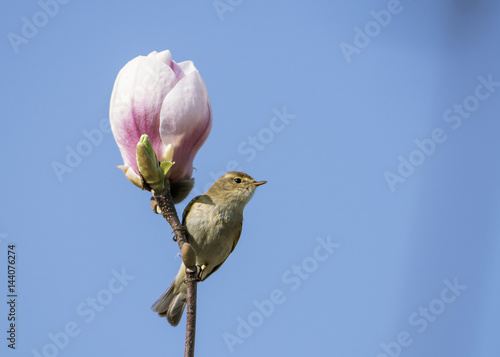 Pierwiosnek (Phylloscopus collybita)  oraz magnolia wiosennie