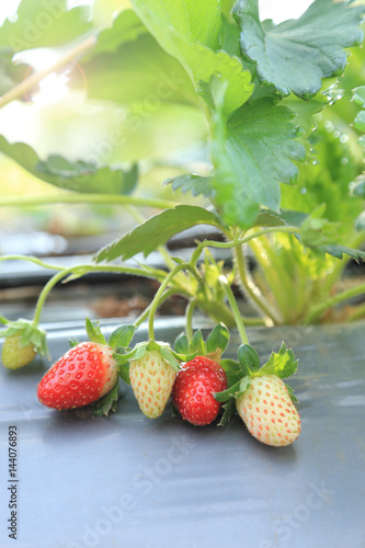 Bunch of young and ripe strawberries fruits growth in plants.