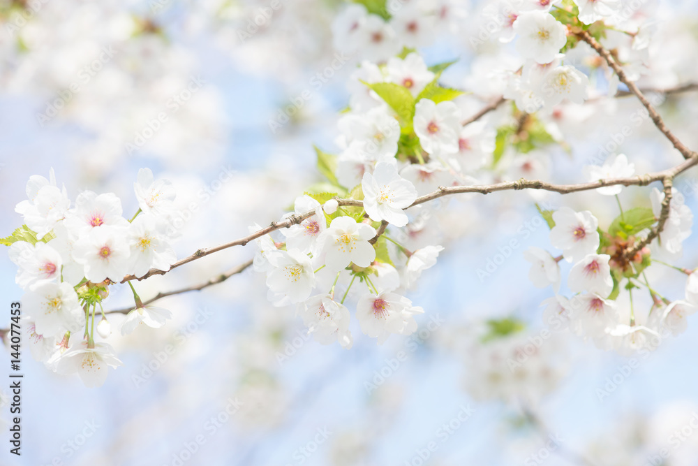 Brenches of white cherry blossoms on a blue sky Brenches of white cherry blossoms on a blue sky