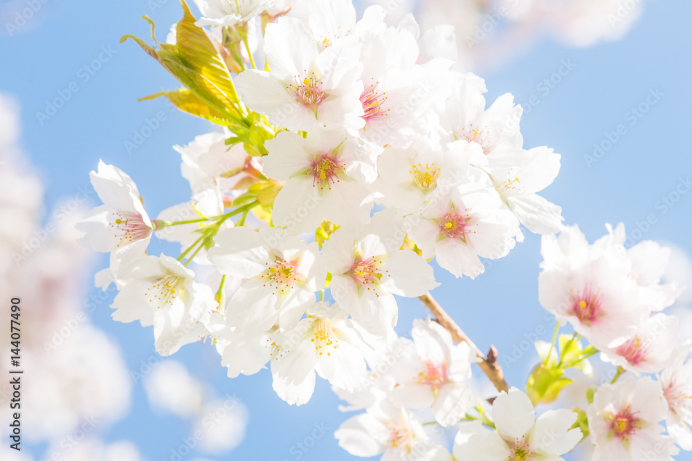 Close-up of white cherry blossom on a blue sky at a sunny day
