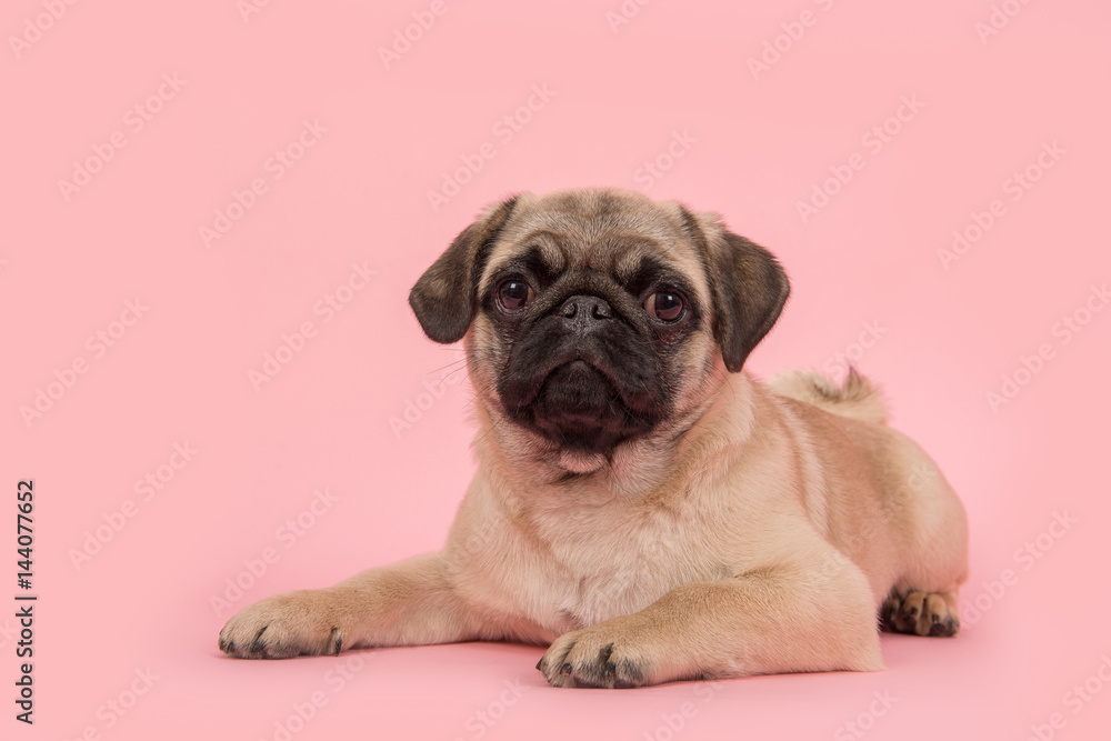 Cute young pug dog lying on the floor looking at the camera on a pink background