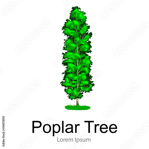 Cartoon isolated poplar summer tree on a white background icon, outdoor park with branch, leafs on green grass vector illustration