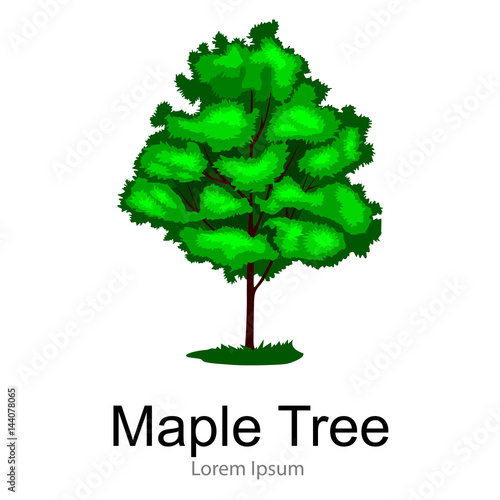 Cartoon isolated maple summer tree on a white background icon, outdoor park with branch, leafs on green grass vector illustration