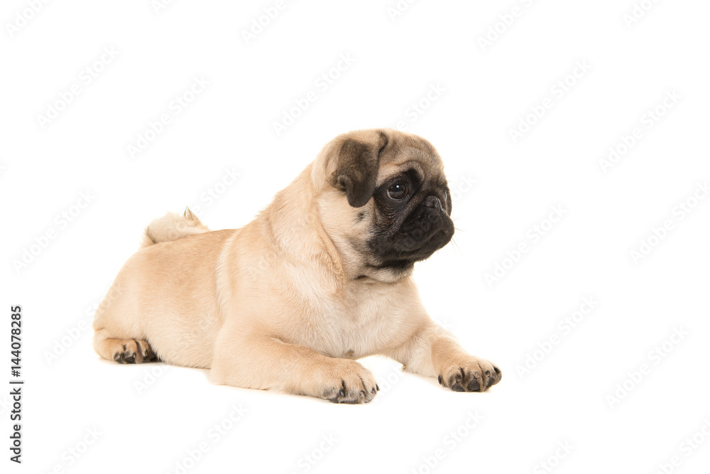 Cute young pug dog lying on the floor looking away to the right isolated on a white background
