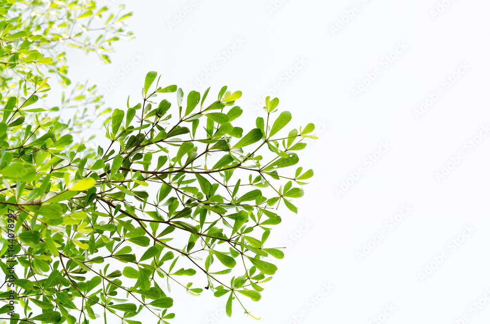 Green leaf isolated on white background, Green leaf isolated on white background,