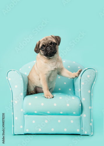 Cute sitting young pug dog looking at the camera sititng on a blue chair with white dots on a blue background © Elles Rijsdijk