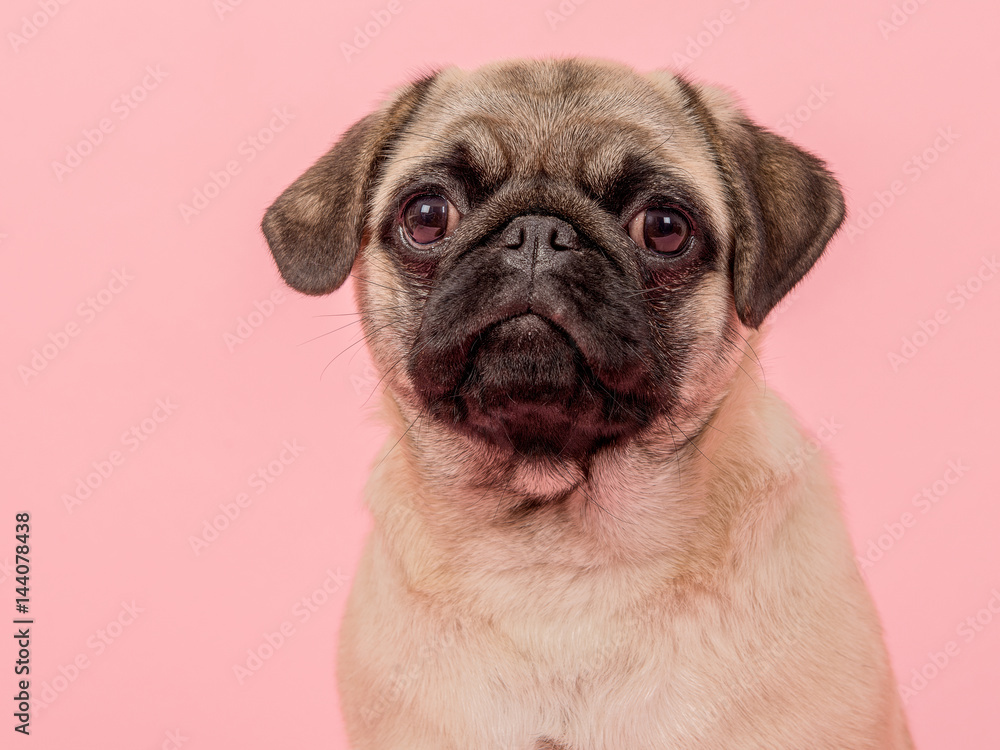 Portrait of a young adult pug looking at the camera on a pink background