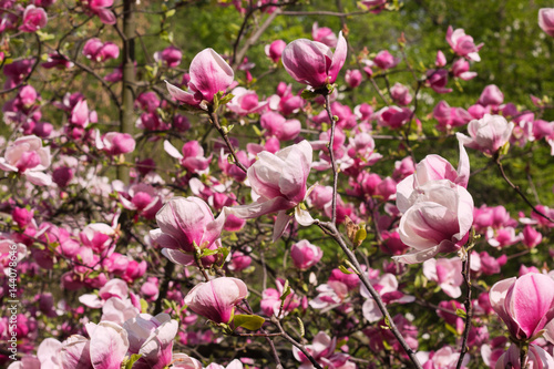 Flowers of magnolia tree in springtime