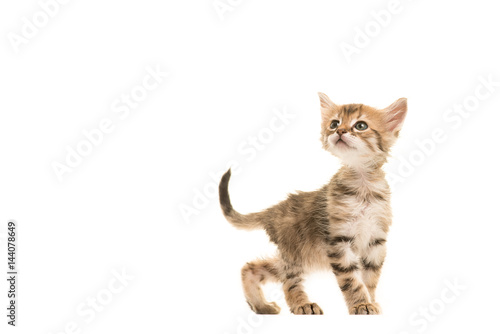 Cute tabby turkish angora baby cat walking and looking up isolated on a white background