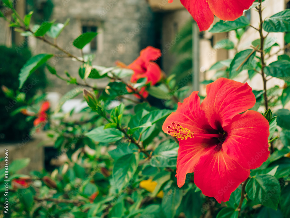 A flower of red hibiscus on a bush in Perast, in Montenegro.
