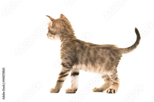 Standing tabby turkish angora baby cat seen from the back isolated on a white background