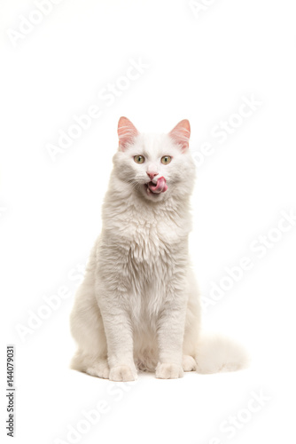 Fototapeta Naklejka Na Ścianę i Meble -  White turkish angora cat sitting looking at the camera licking its lips isolated on a white background