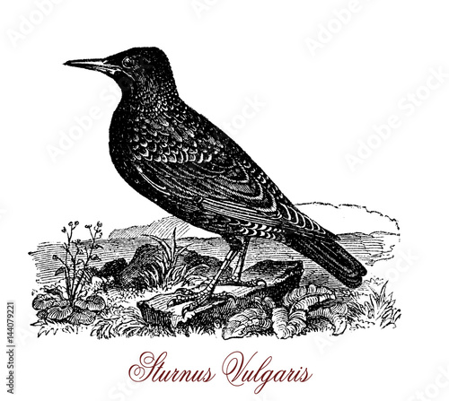 Foto The common starling (Sturnus vulgaris) is a medium-sized passerine bird in the starling family, Sturnidae