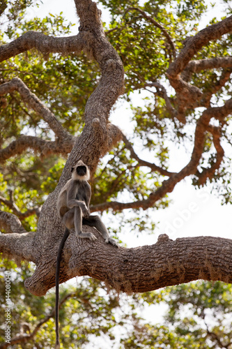 A  monkey on a tree © Oleksii