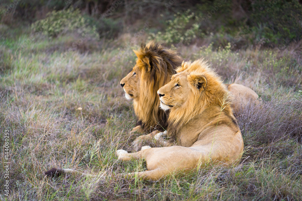 Naklejka premium Zwei Löwen