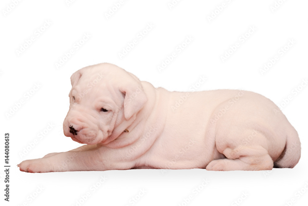 Sweet puppy of Dogo Argentino lies isolated on white background