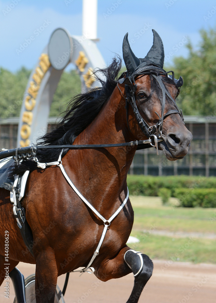 Portrait of a brown horse trotter breed in motion