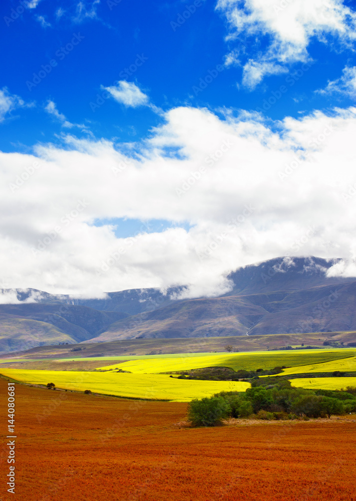 Beautiful rural scene of canola fields and mountains