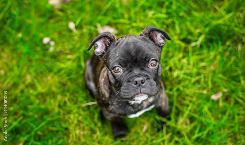 French Bulldog Puppy © Jennifer