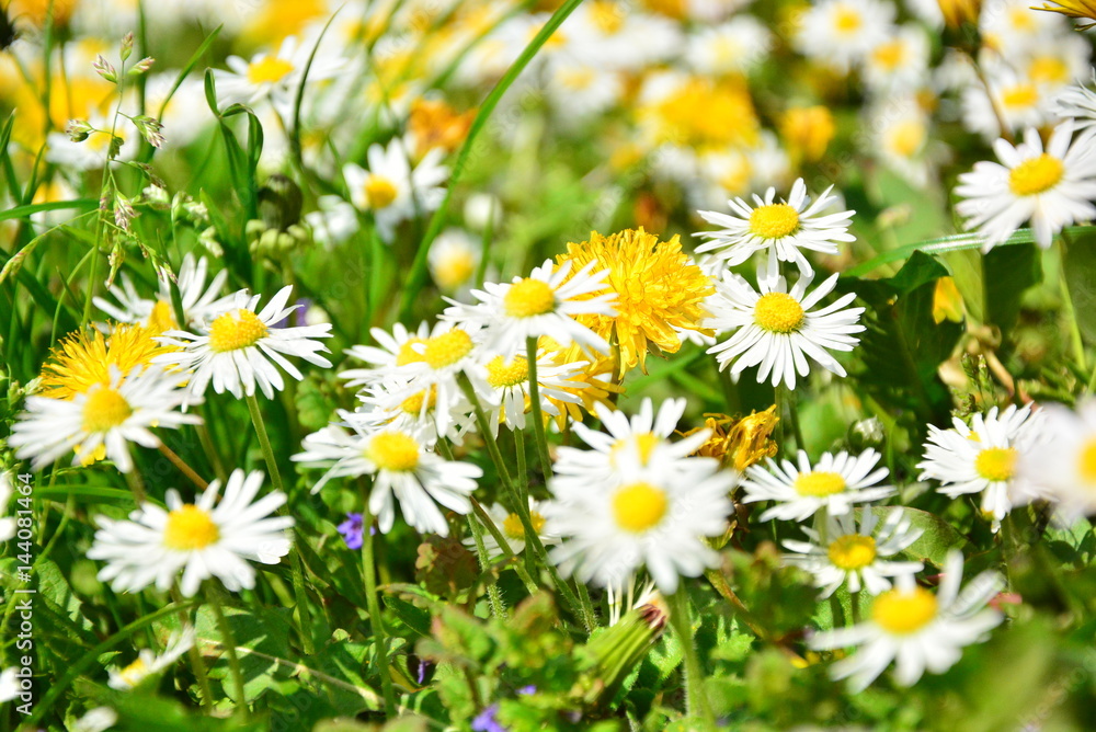 Fototapeta premium Beautiful daisies flowers