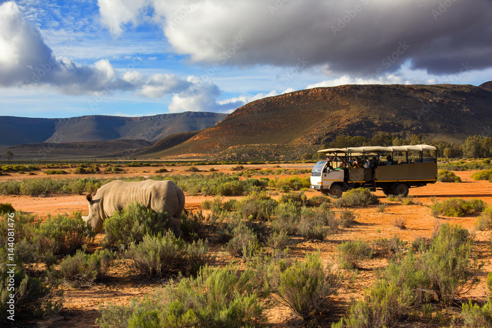 Fototapeta premium Safari truck and wildlife rhino in Western Cape South Africa