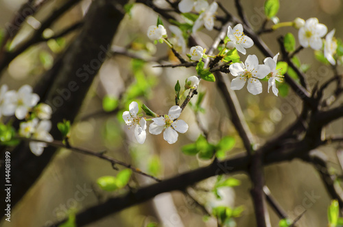 SPRING ON THE TREE - Flowers on fruit tree  