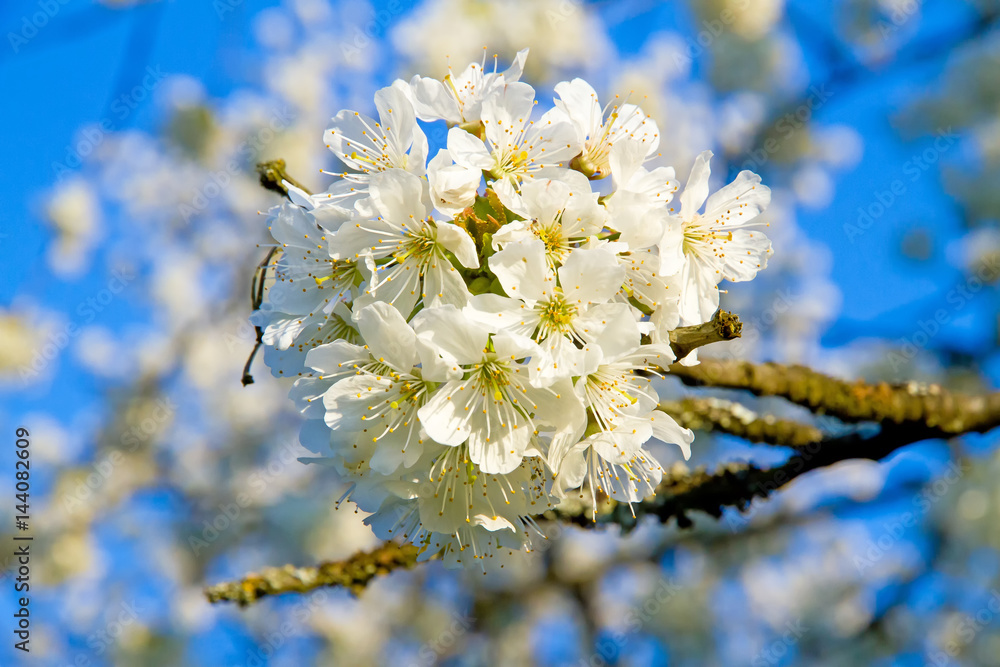Fototapeta premium Kirschblüte auf der schwäbischen Alb