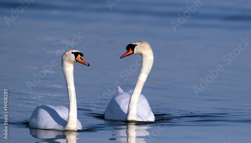 Pair of swans in love floating on the River Danube at Zemun in the Belgrade Serbia.