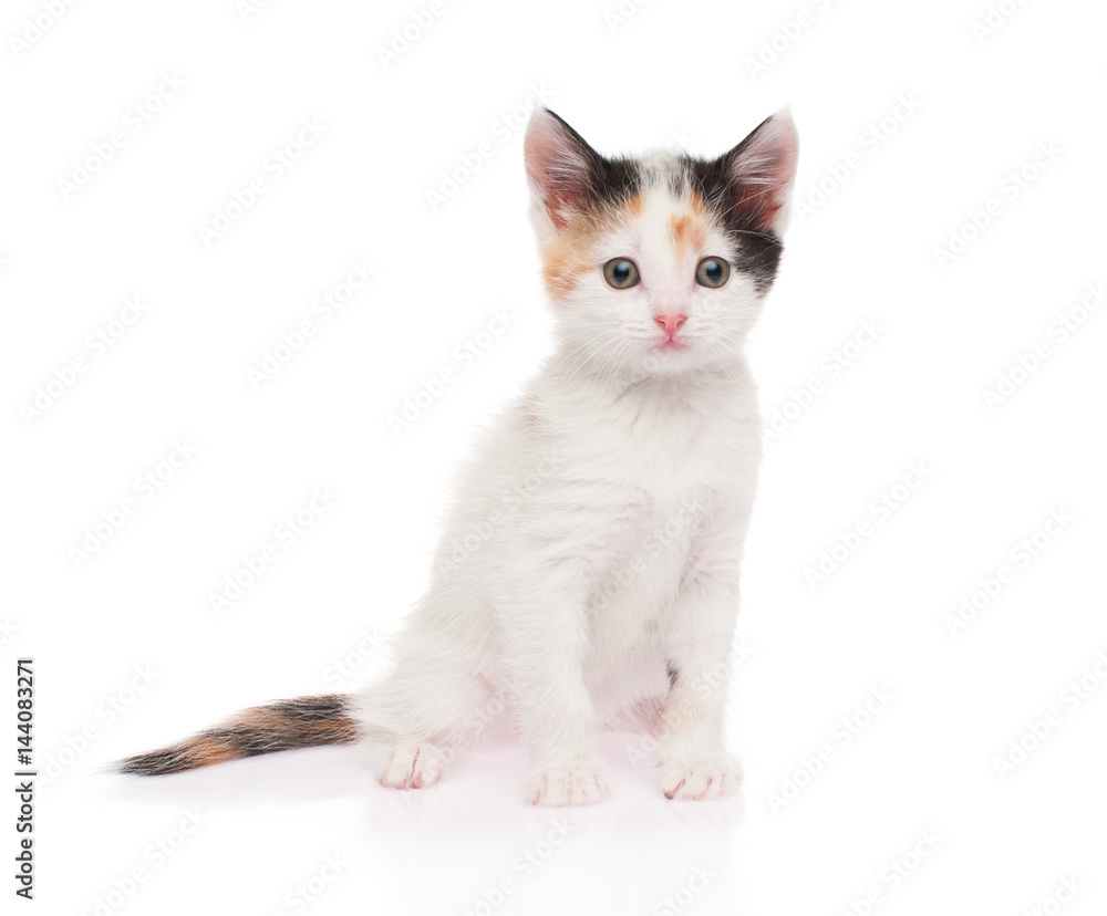 Small white kitten on white background, isolated
