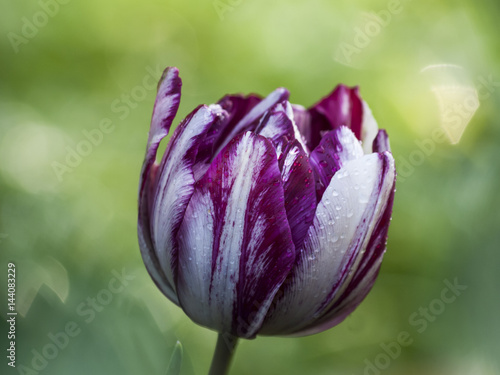 Tulipán bicolor con gotas de lluvia
